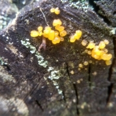 Unverified Jelly-like; smooth, featureless surface at Bemboka, NSW - 18 Jan 2024 by mahargiani