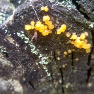 Unidentified Jelly-like; smooth, featureless surface at Bemboka, NSW - 17 Jan 2024 by mahargiani