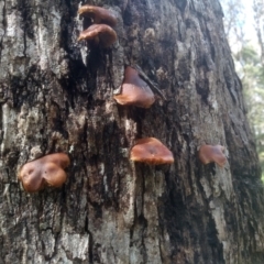 Unverified Cap on a stem; gills below cap [mushrooms or mushroom-like] at Glenbog State Forest - 18 Jan 2024 by mahargiani