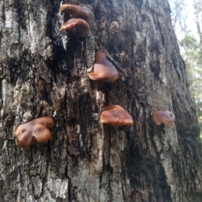 Unidentified Cap on a stem; gills below cap [mushrooms or mushroom-like] at Glenbog State Forest - 17 Jan 2024 by mahargiani