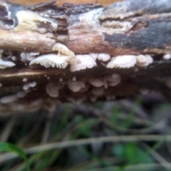 Unidentified Underside smooth or wrinkled/roughened <Stereum etc> at Bemboka, NSW - 17 Jan 2024 by mahargiani