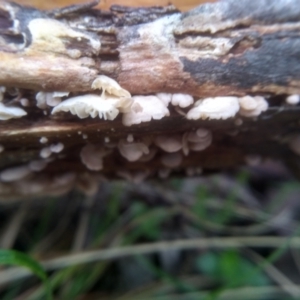 zz agaric (stem; gills white/cream) at Glenbog State Forest - 18 Jan 2024 10:24 AM