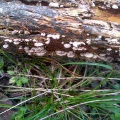 zz agaric (stem; gills white/cream) at Glenbog State Forest - 18 Jan 2024 10:24 AM