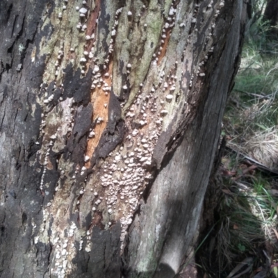 Stereum sp. at Glenbog State Forest - 17 Jan 2024 by mahargiani