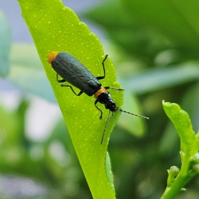 Chauliognathus lugubris (Plague Soldier Beetle) at Hawker, ACT - 18 Jan 2024 by sangio7