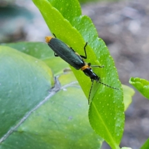 Chauliognathus lugubris at Hawker, ACT - 19 Jan 2024