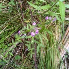 Glycine clandestina (Twining Glycine) at Bemboka, NSW - 17 Jan 2024 by mahargiani