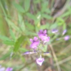 Glycine clandestina at Glenbog State Forest - 18 Jan 2024 10:28 AM