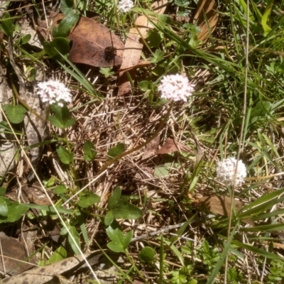 Trachymene humilis subsp. humilis (Alpine Trachymene) at Glen Allen, NSW - 18 Jan 2024 by mahargiani