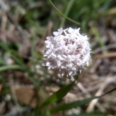 Trachymene humilis subsp. humilis at Glen Allen, NSW - 18 Jan 2024 11:31 AM