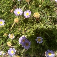 Calotis glandulosa (Mauve Burr-daisy) at Glen Allen, NSW - 18 Jan 2024 by mahargiani