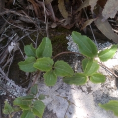 Clematis aristata (Mountain Clematis) at Glen Allen, NSW - 18 Jan 2024 by mahargiani