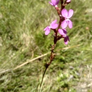 Stylidium graminifolium at South East Forest National Park - 18 Jan 2024