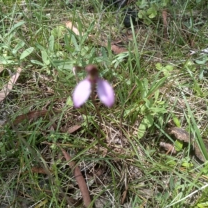 Eriochilus magenteus at South East Forest National Park - suppressed