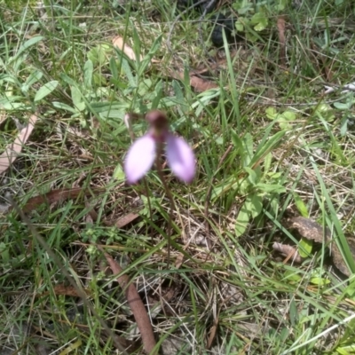 Eriochilus magenteus (Magenta Autumn Orchid) at Nunnock Grassland Walking Track - 18 Jan 2024 by mahargiani