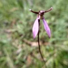 Eriochilus magenteus at South East Forest National Park - suppressed