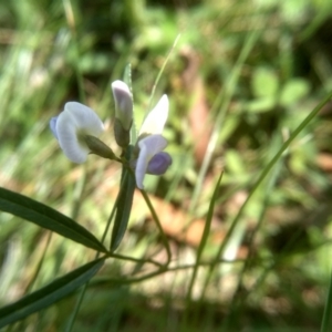 Glycine clandestina at South East Forest National Park - 18 Jan 2024