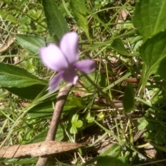 Viola betonicifolia (Mountain Violet) at South East Forest National Park - 18 Jan 2024 by mahargiani