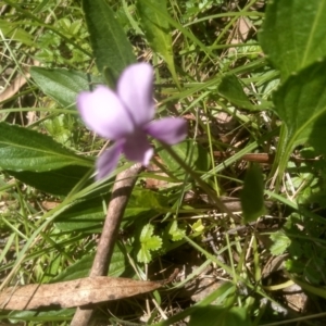 Viola betonicifolia at South East Forest National Park - 18 Jan 2024