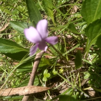 Viola betonicifolia (Mountain Violet) at Nunnock Grassland Walking Track - 18 Jan 2024 by mahargiani