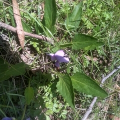 Viola betonicifolia at South East Forest National Park - 18 Jan 2024