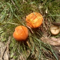 Unverified Cap on a stem; gills below cap [mushrooms or mushroom-like] at Nunnock Grassland Walking Track - 18 Jan 2024 by mahargiani
