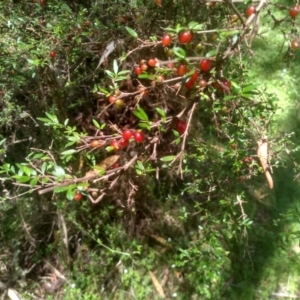 Coprosma quadrifida at South East Forest National Park - 18 Jan 2024