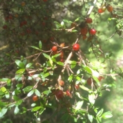 Coprosma quadrifida at South East Forest National Park - 18 Jan 2024