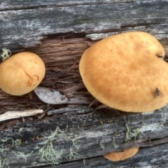 Gymnopilus sp. (Gymnopilus) at Nunnock Grassland Walking Track - 18 Jan 2024 by mahargiani