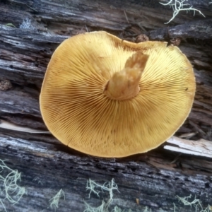 Gymnopilus sp. at South East Forest National Park - 18 Jan 2024