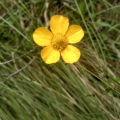 Ranunculus lappaceus (Australian Buttercup) at Tantawangalo, NSW - 18 Jan 2024 by mahargiani