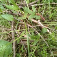 Ranunculus lappaceus at South East Forest National Park - 18 Jan 2024 01:44 PM
