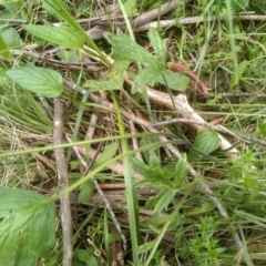 Ranunculus lappaceus at South East Forest National Park - 18 Jan 2024