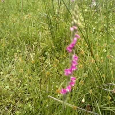 Spiranthes australis (Austral Ladies Tresses) at South East Forest National Park - 18 Jan 2024 by mahargiani