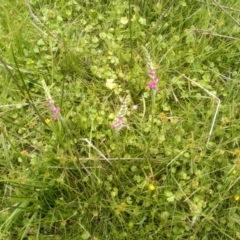 Spiranthes australis at South East Forest National Park - suppressed