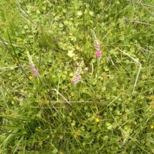 Spiranthes australis at South East Forest National Park - 18 Jan 2024