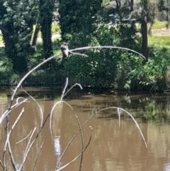 Hirundo neoxena (Welcome Swallow) at Acton, ACT - 19 Jan 2024 by VanceLawrence