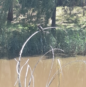 Hirundo neoxena at Sullivans Creek, Acton - 19 Jan 2024 01:18 PM