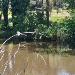 Hirundo neoxena at Sullivans Creek, Acton - 19 Jan 2024 01:18 PM