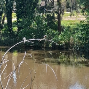 Hirundo neoxena at Sullivans Creek, Acton - 19 Jan 2024 01:18 PM