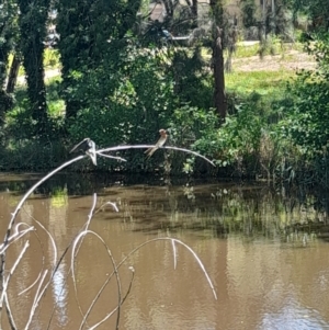 Hirundo neoxena at Sullivans Creek, Acton - 19 Jan 2024 01:18 PM