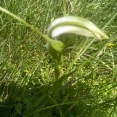 Pterostylis falcata at South East Forest National Park - 18 Jan 2024