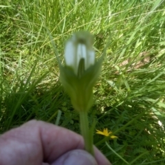 Pterostylis falcata at South East Forest National Park - 18 Jan 2024