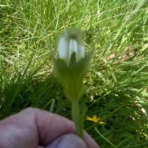 Pterostylis falcata at South East Forest National Park - 18 Jan 2024