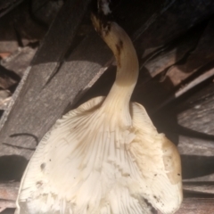 Omphalotus nidiformis at South East Forest National Park - 18 Jan 2024 02:08 PM