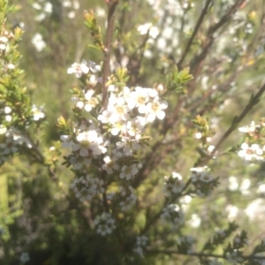 Baeckea utilis at South East Forest National Park - 18 Jan 2024