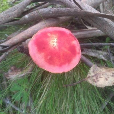 Boletellus obscurecoccineus (Rhubarb Bolete) at South East Forest National Park - 18 Jan 2024 by mahargiani