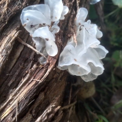 Tremella fuciformis (Snow Fungus) at Nunnock Swamp - 18 Jan 2024 by mahargiani