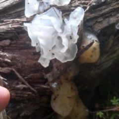 Tremella fuciformis at South East Forest National Park - 18 Jan 2024 03:13 PM