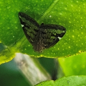 Scolypopa australis at Hawker, ACT - suppressed